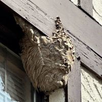 Pest2Kill Exterminating Co Inc ico