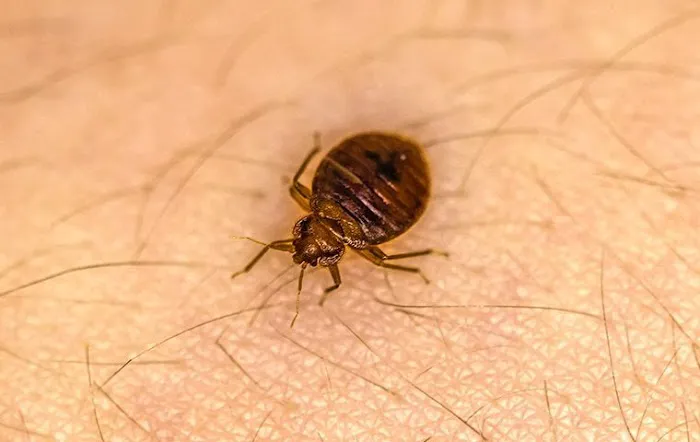 Pest2Kill Exterminating Co Inc Picture 4