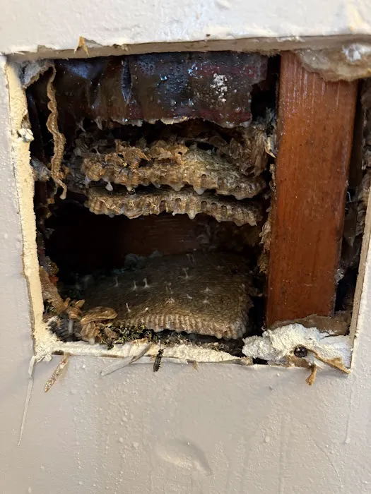 Ali’s Pest Services Inc. Picture 2