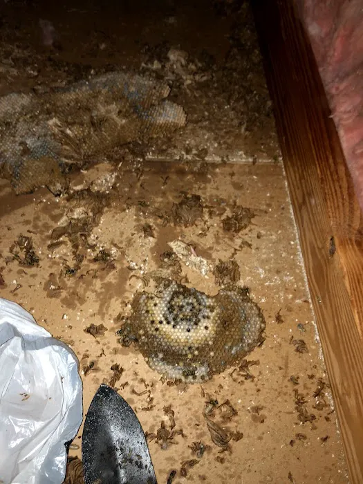 The Bug Buster's LLC, Pest Control Picture 3