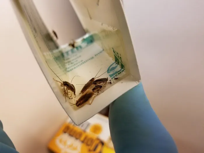 Bug Us Pest Control LLC Picture 7