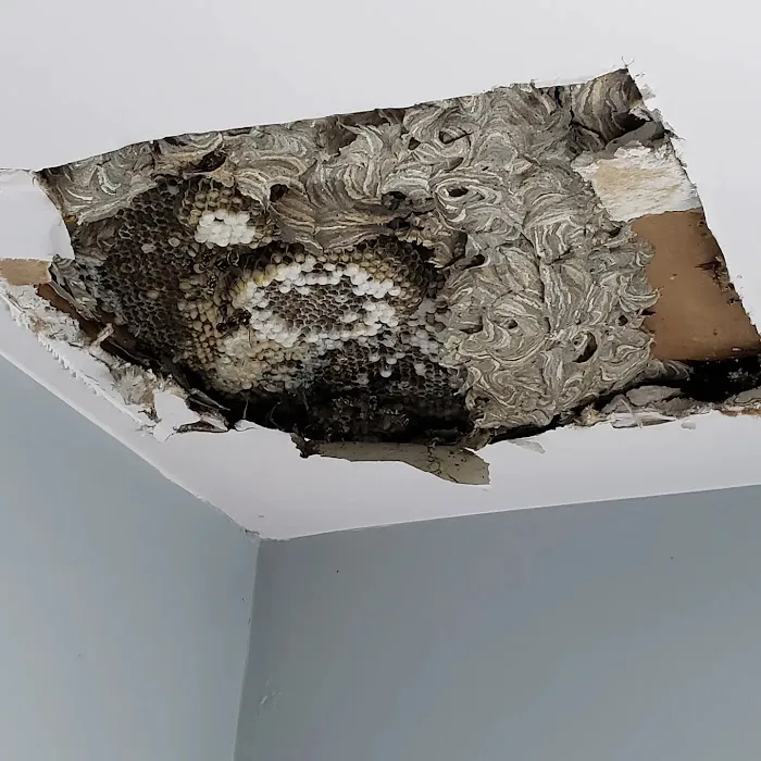Precision Termite & Pest Control Picture 10