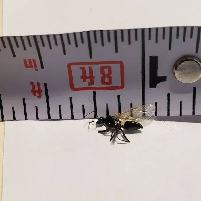 Precision Termite & Pest Control Picture 8
