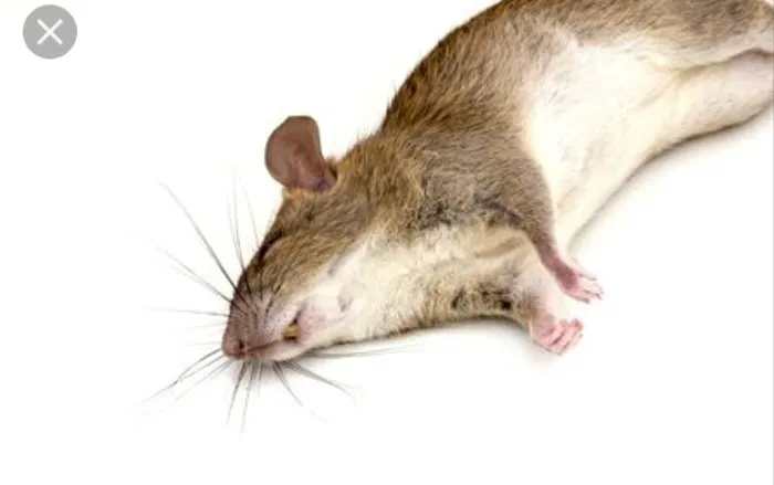 Tri Chem Pest Control Picture 7