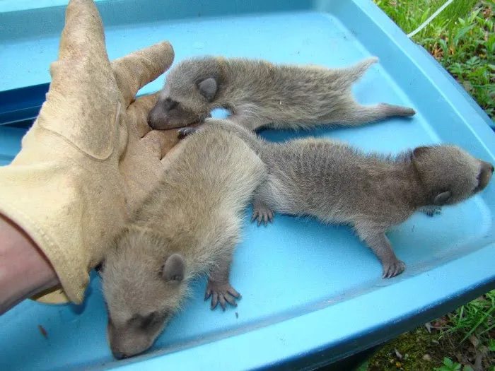 Wildlife Control Specialists Picture 4