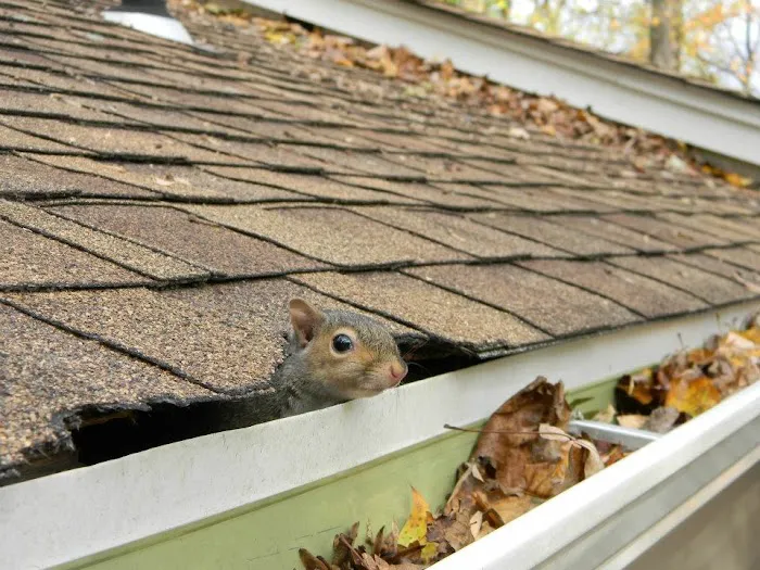 Wildlife Control Specialists Picture 3