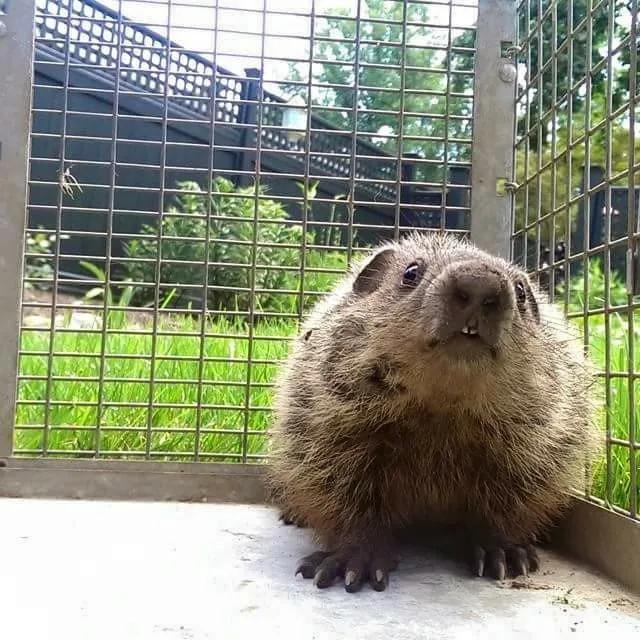 Wildlife Control Specialists Picture 10