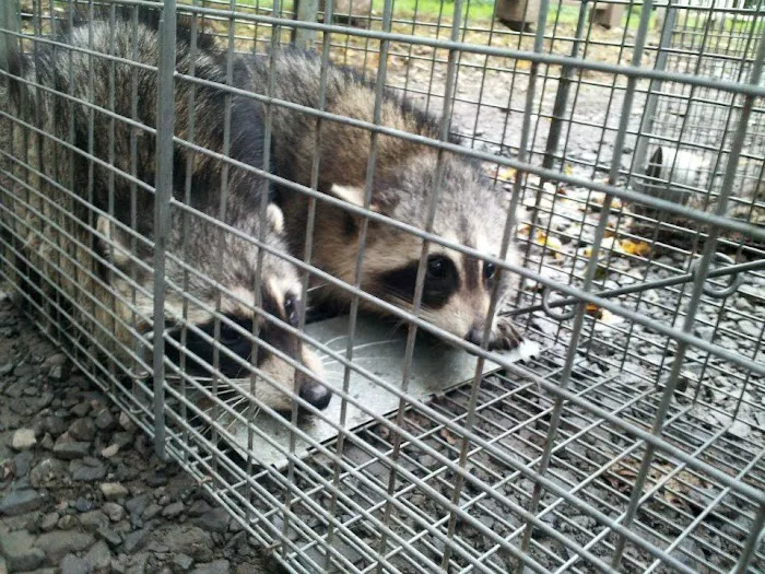 Wildlife Control Specialists Picture 5