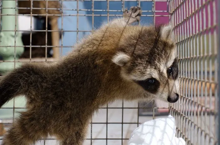 Wildlife Control Specialists Picture 1