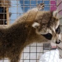 Wildlife Control Specialists ico