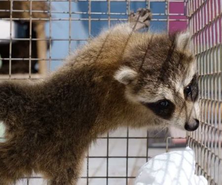 Wildlife Control Specialists