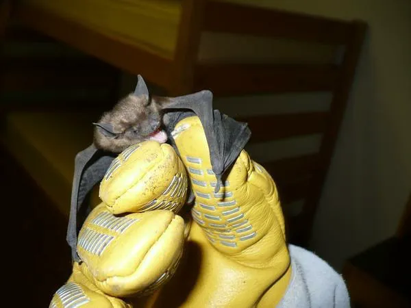 Wildlife Control Specialists Picture 4