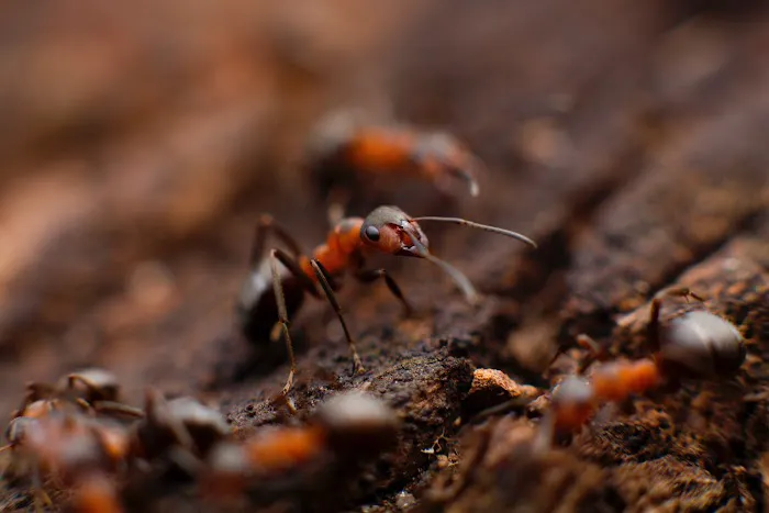Monarch Pest Control Corporation Picture 1
