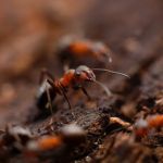 Monarch Pest Control Corporation
