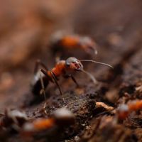 Monarch Pest Control Corporation ico