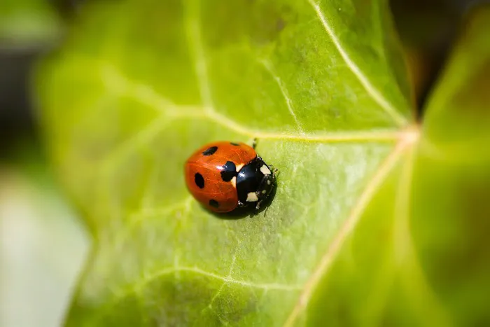 Monarch Pest Control Corporation Picture 7