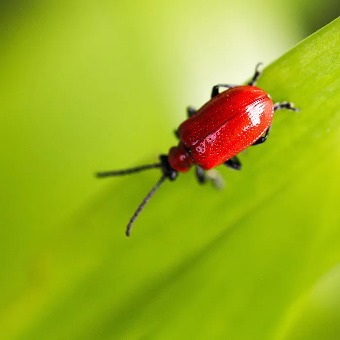 Monarch Pest Control Corporation Picture 5