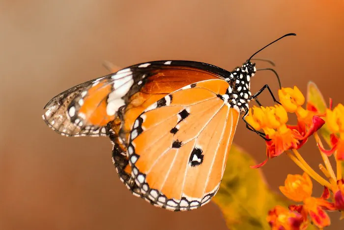 Monarch Pest Control Corporation Picture 3