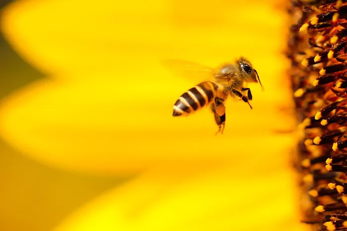 Monarch Pest Control Corporation Picture 8