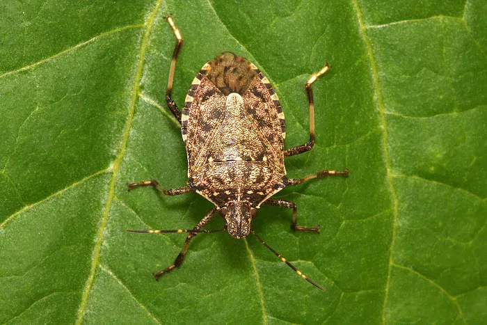Monarch Pest Control Corporation Picture 4