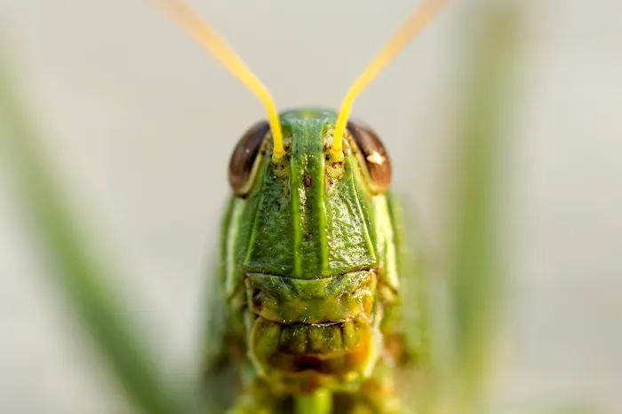 Monarch Pest Control Corporation Picture 2