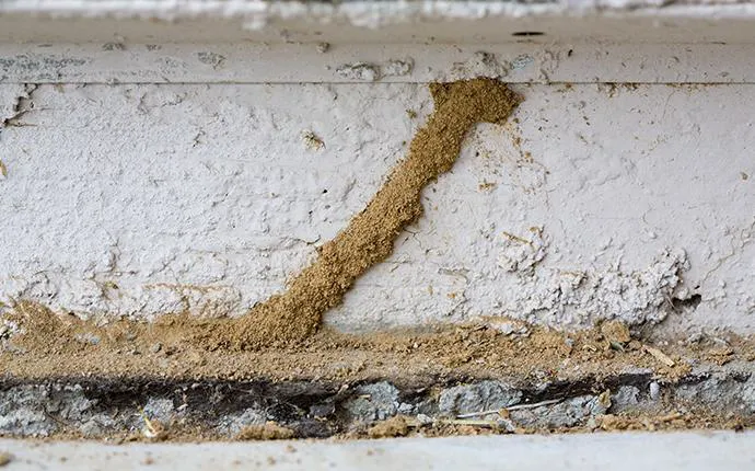 Amco Pest Solutions, Inc. Picture 2
