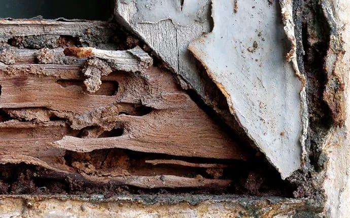 Amco Pest Solutions, Inc. Picture 6