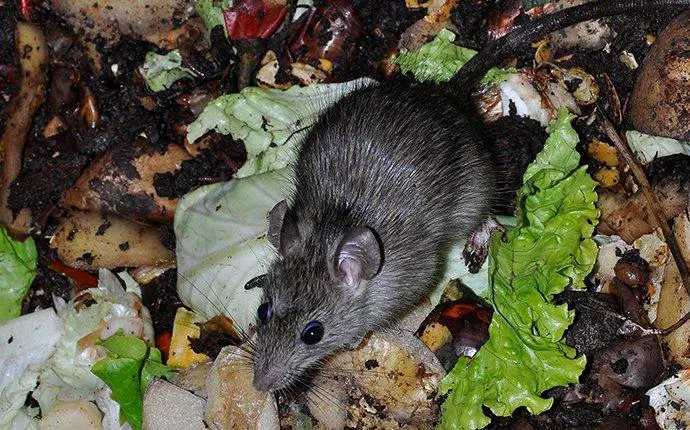 Amco Pest Solutions, Inc. Picture 4