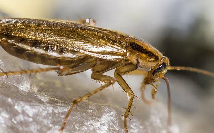 Amco Pest Solutions, Inc. Picture 8