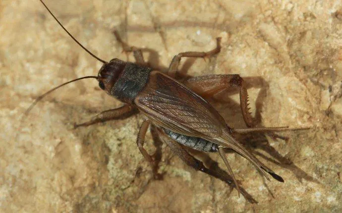 Amco Pest Solutions, Inc. Picture 3