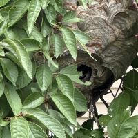 Mid-Atlantic Pest Control ico
