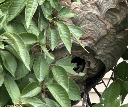 Mid-Atlantic Pest Control