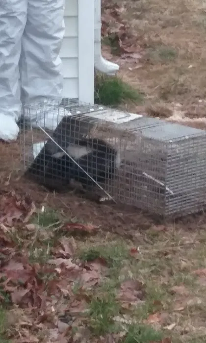 Mid-Atlantic Pest Control Picture 2