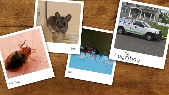 Bugaboo Pest Control Picture 5