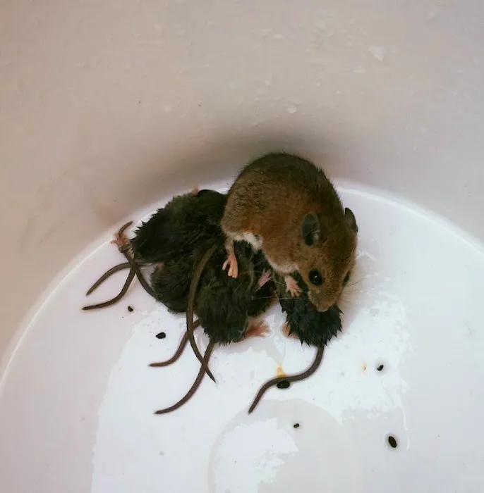 Bugaboo Pest Control Picture 4