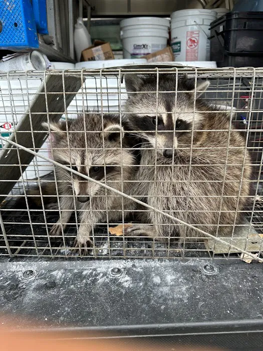 A to Z Pest Control Picture 10
