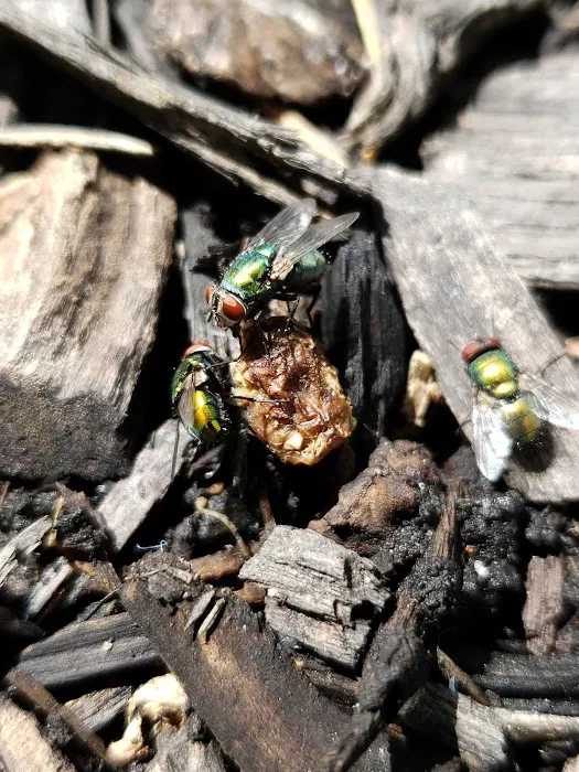 A to Z Pest Control Picture 5
