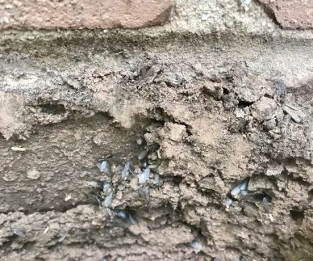 A to Z Pest Control