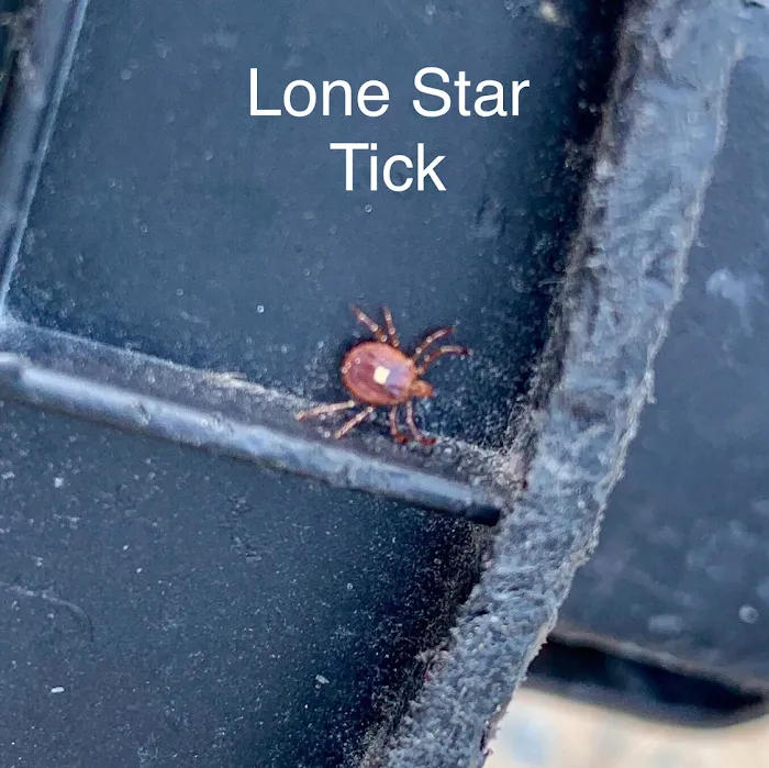 A to Z Pest Control Picture 2