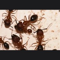 Bug Swatters Pest Control - Ocean County ico