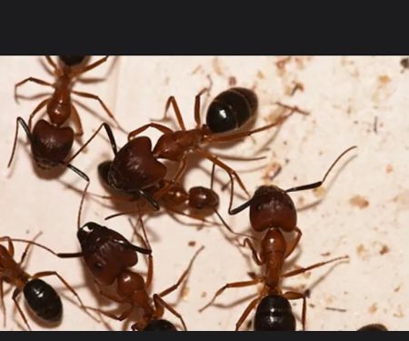 Bug Swatters Pest Control - Ocean County