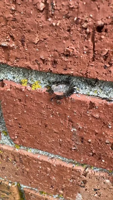 Fuessel Pest Picture 1