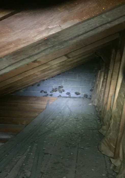 Get Bats Out Warwick Picture 7
