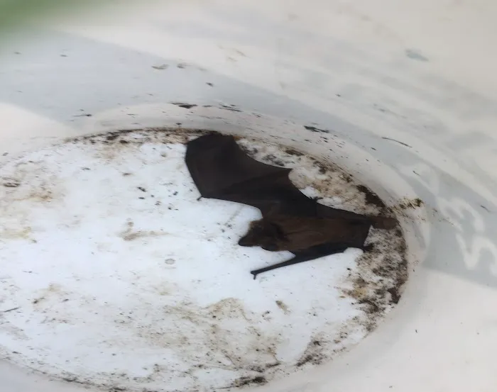 Get Bats Out Warwick Picture 9