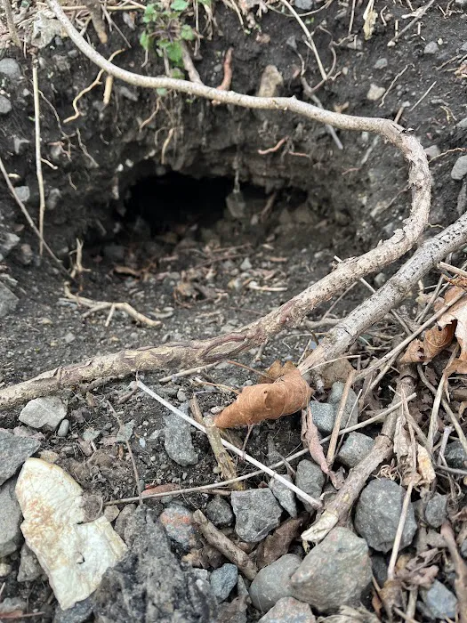 Chaos Wildlife Solutions of Westchester Picture 6
