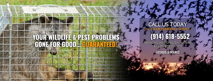 Chaos Wildlife Solutions of Westchester Picture 1