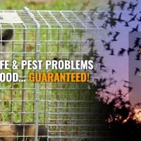 Chaos Wildlife Solutions of Westchester ico