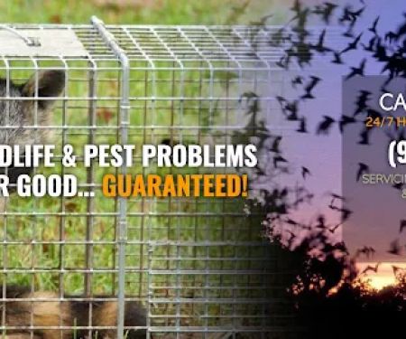 Chaos Wildlife Solutions of Westchester