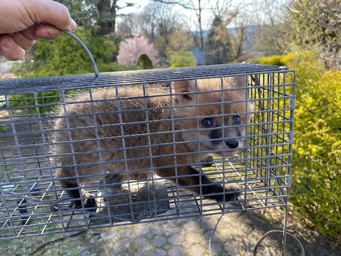 Chaos Wildlife Solutions of Westchester Picture 3