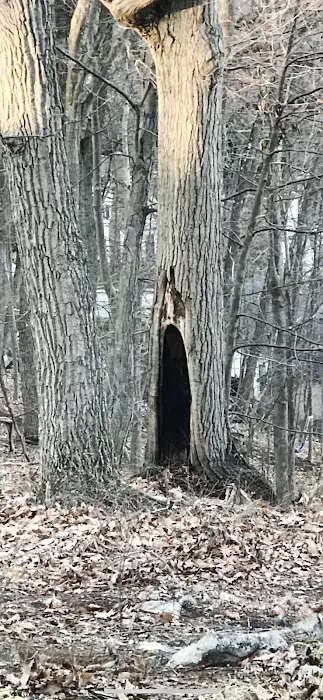 Chaos Wildlife Solutions of Westchester Picture 9